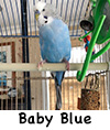 Baby Blue