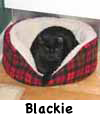 Blackie