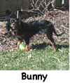 Bunny