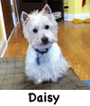 Daisy white dog
