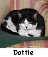 Dottie