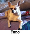 Enzo