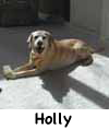 Holly