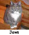 Jaws