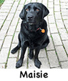 Maisie