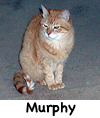 Murphy