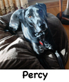 PercyDog