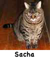 Sacha