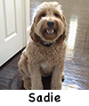 Sadie