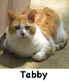 Tabby