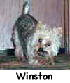 Winston