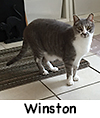 Winston
